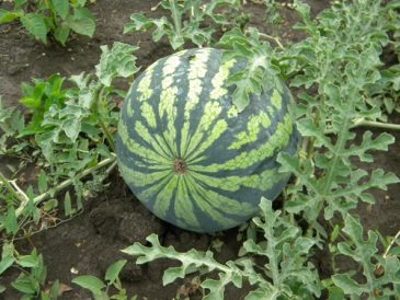 Child Raised Summer Garden Image